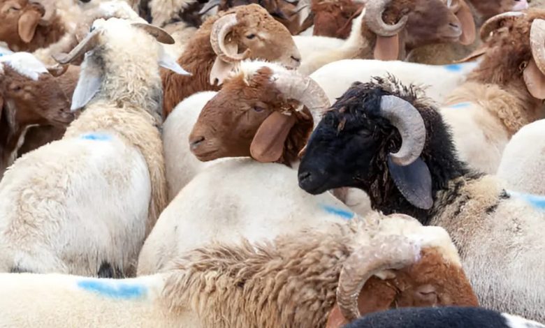 Agar Ibadah Qurban Diterima