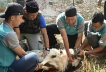 Adab dalam Ibadah Qurban