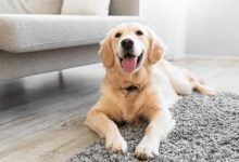 Menginap di Rumah Yang Memelihara Anjing