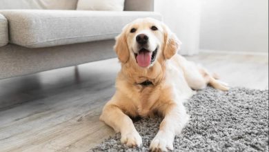 Menginap di Rumah Yang Memelihara Anjing