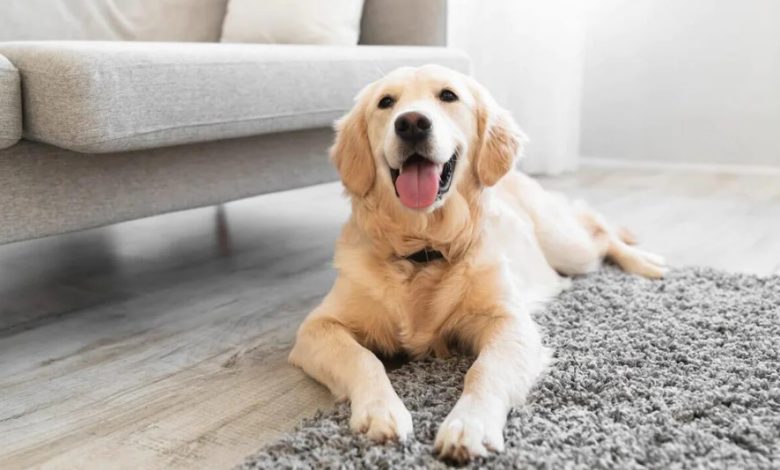 Menginap di Rumah Yang Memelihara Anjing